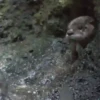 🦦My significant otter🦦 Mov 31
