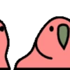 🦜 Loro de fiesta 3 🦜 7