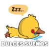 Shy Duck  Mov 20