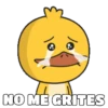 Shy Duck  Mov 27