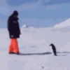 pinguinos graciosos 5