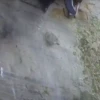 pinguinos graciosos 6