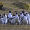 pinguinos graciosos 7