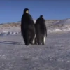 pinguinos graciosos 8