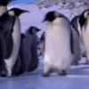 pinguinos graciosos 9