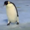 pinguinos graciosos 10