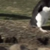 pinguinos graciosos 12