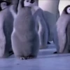 pinguinos graciosos 13