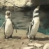 pinguinos graciosos 14