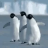 pinguinos graciosos 15