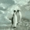 pinguinos graciosos 16