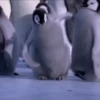 pinguinos graciosos 18