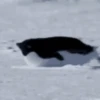 pinguinos graciosos 19