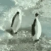 pinguinos graciosos 21