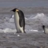 pinguinos graciosos 22
