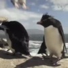pinguinos graciosos 23