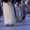 pinguinos graciosos 24
