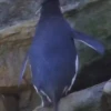 pinguinos graciosos 25