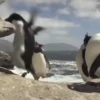 pinguinos graciosos 26