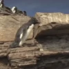 pinguinos graciosos 27
