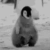 pinguinos graciosos 28
