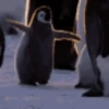 pinguinos graciosos 29