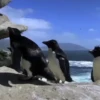 pinguinos graciosos 30