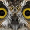 Funny Animals Mix 5