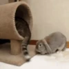 Funny Animals Mix 8