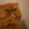 Funny Animals Mix 9