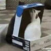 Funny Animals Mix 10