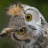 Funny Animals Mix 11