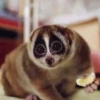 Funny Animals Mix 12