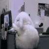 Funny Animals Mix 13