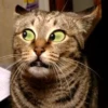 Funny Animals Mix 14