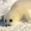 Funny Animals Mix 15