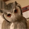 Funny Animals Mix 16