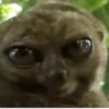 Funny Animals Mix 17