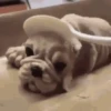 Funny Animals Mix 20