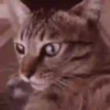 Funny Animals Mix 21