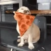 Funny Animals Mix 23