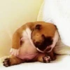 Funny Animals Mix 24