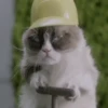 Funny Animals Mix 25