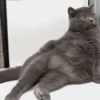 Funny Animals Mix 26