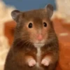 Funny Animals Mix 27