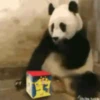 Funny Animals Mix 28