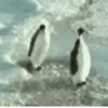 Funny Animals Mix 29