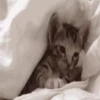 Gatos y gatitos 5