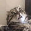 Gatos y gatitos 6
