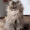 Gatos y gatitos 8